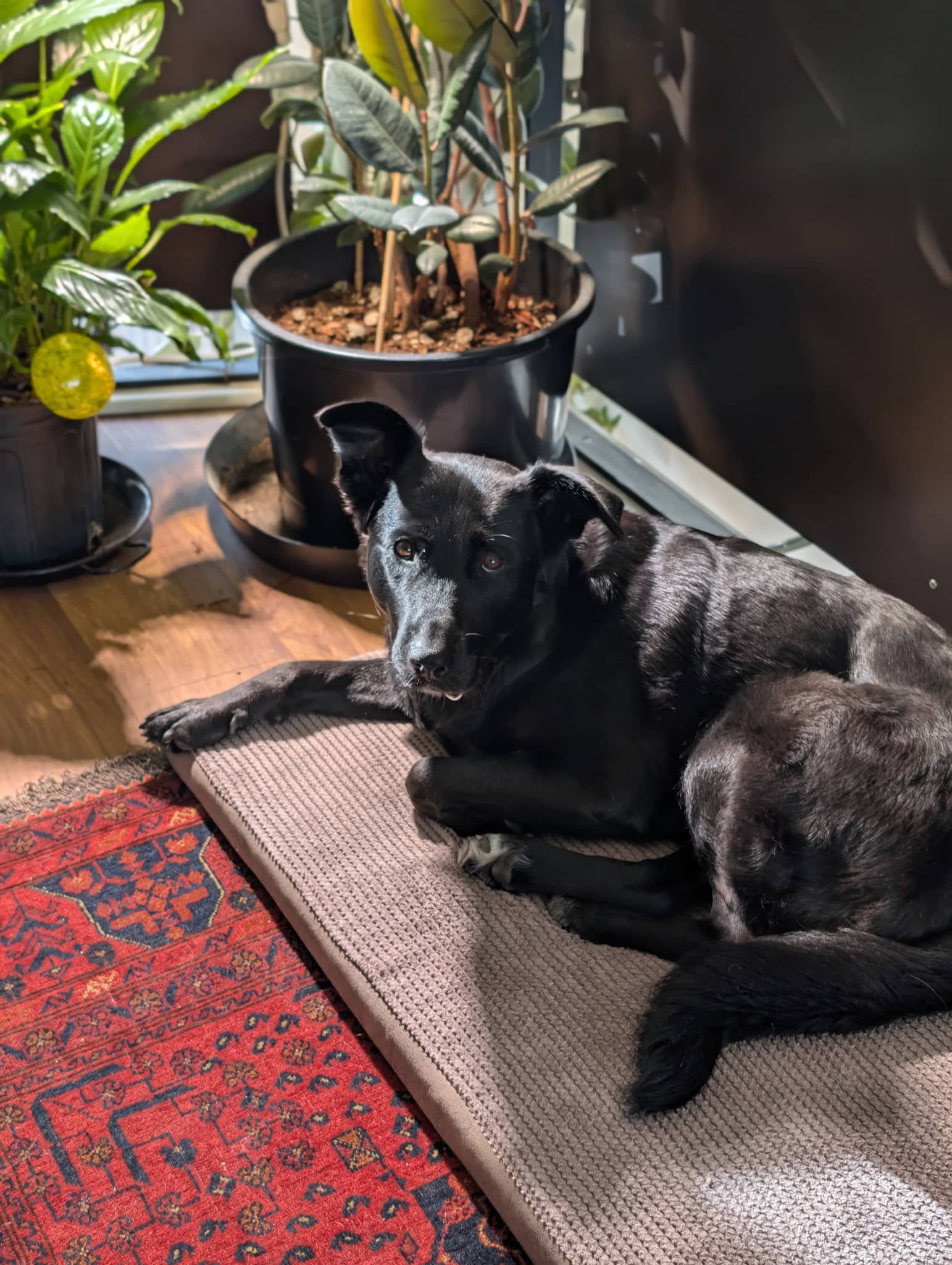 Miss Polly - Shepherd / Labrador Retriever Mix available for adoption