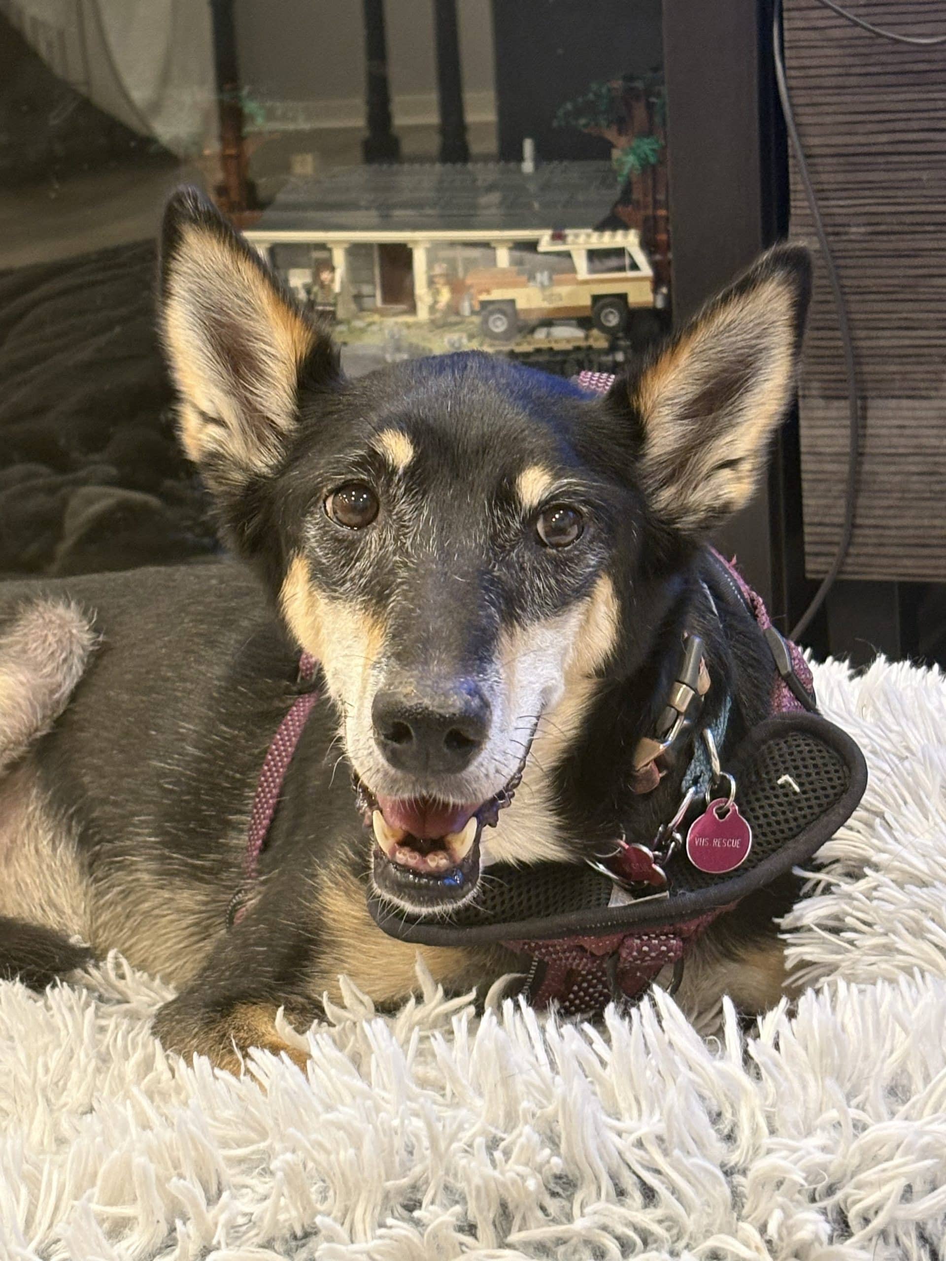 Mouse🐭 - Mixed Breed available for adoption at Victoria Humane Society in Victoria