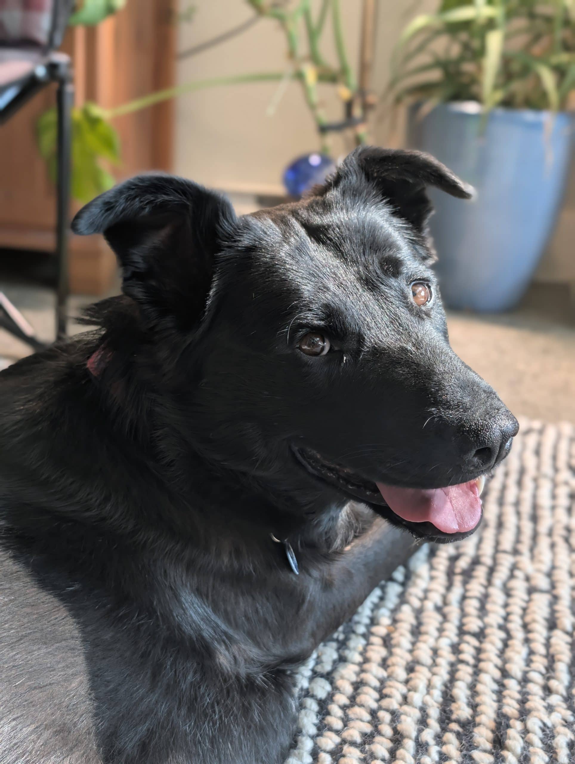 Miss Polly - Shepherd / Labrador Retriever Mix available for adoption