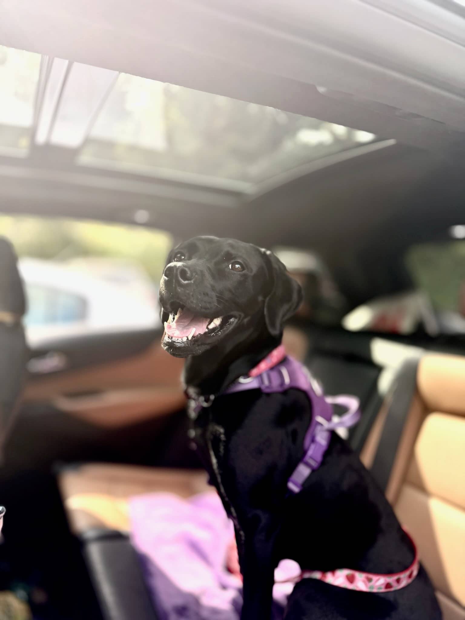 Laura - Labrador Retriever Mix available for adoption