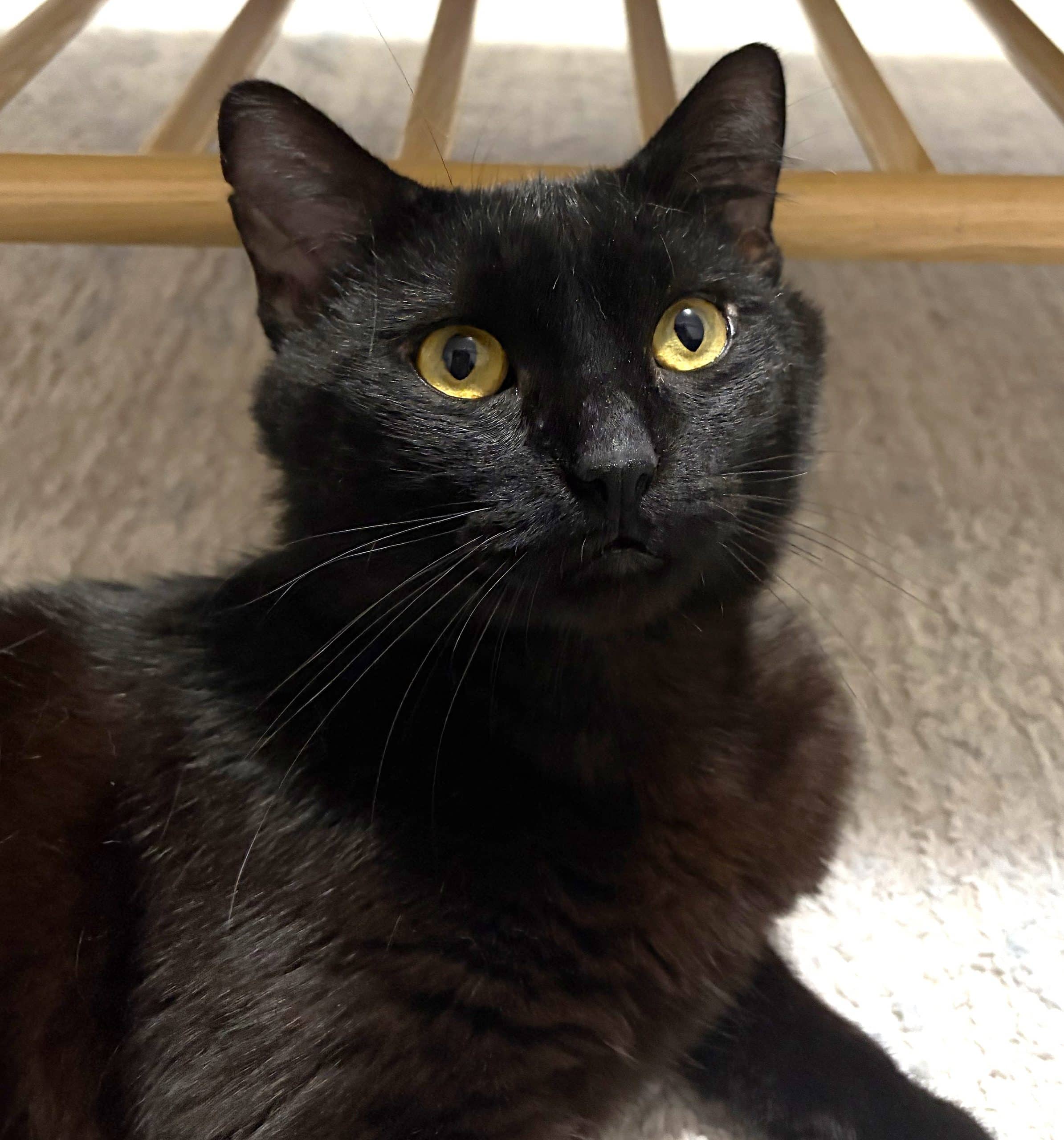 Stout - Domestic Shorthair cat available for adoption at Victoria Pet Adoption Society in Victoria