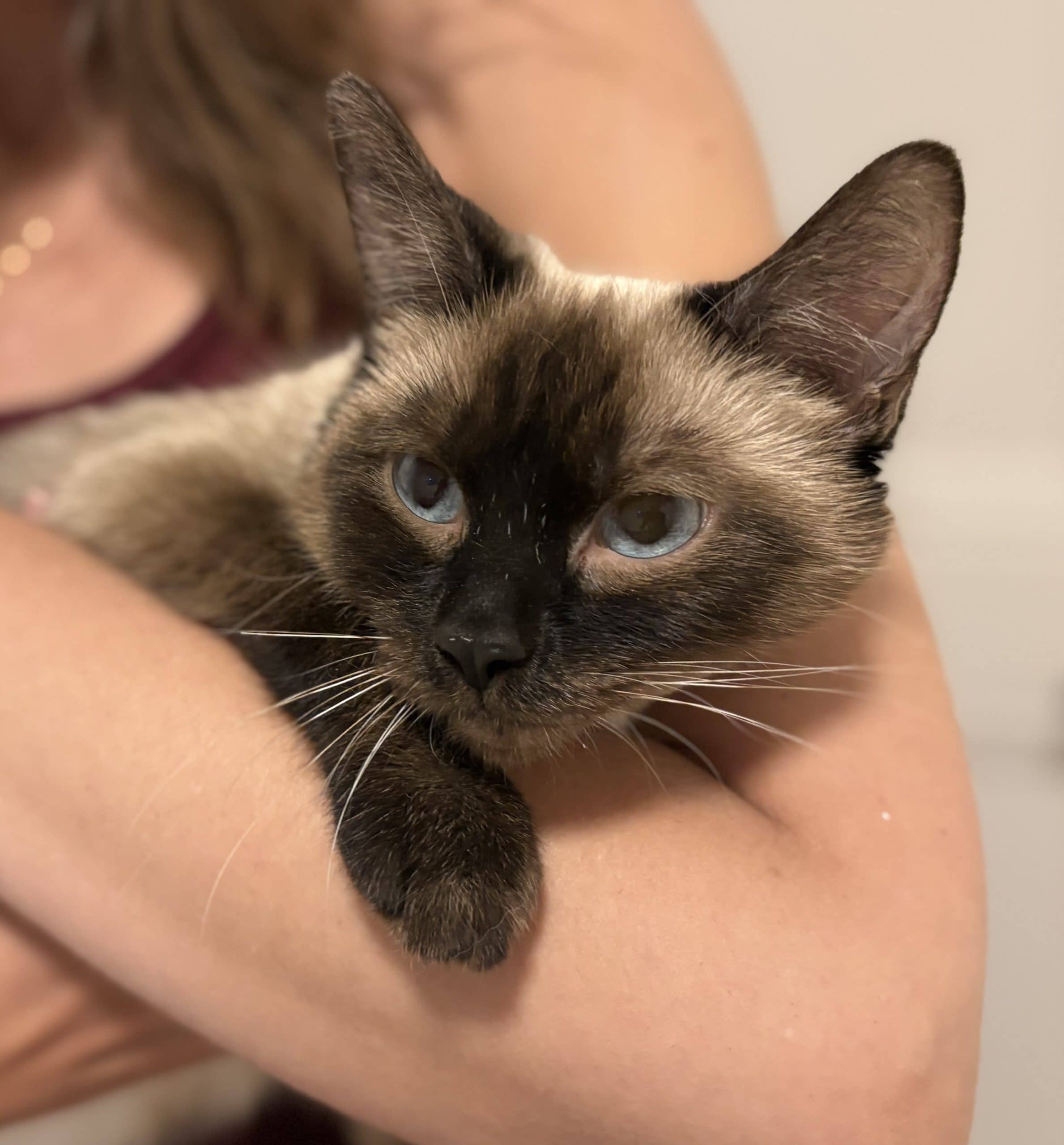 NineTails - Domestic Shorthair available for adoption