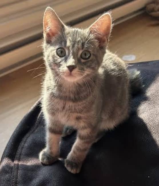 Eric - Domestic Shorthair cat available for adoption in British Columbia