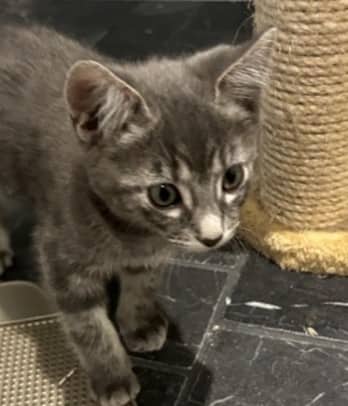 Eric - Domestic Shorthair available for adoption