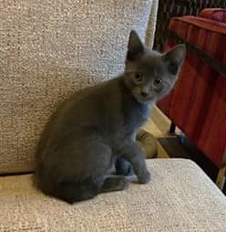 Stan - Domestic Shorthair cat available for adoption at Victoria Pet Adoption Society in Victoria