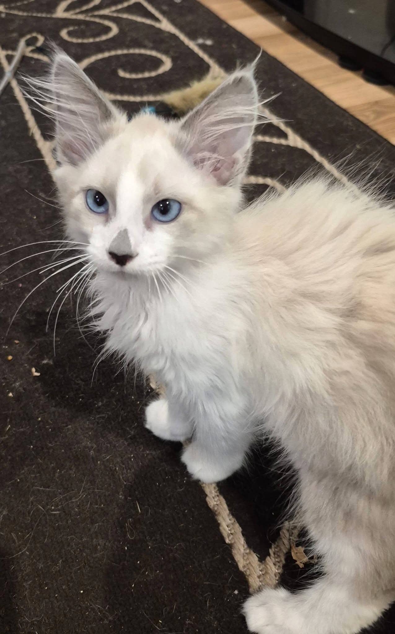 Aladdin - Domestic Shorthair available for adoption