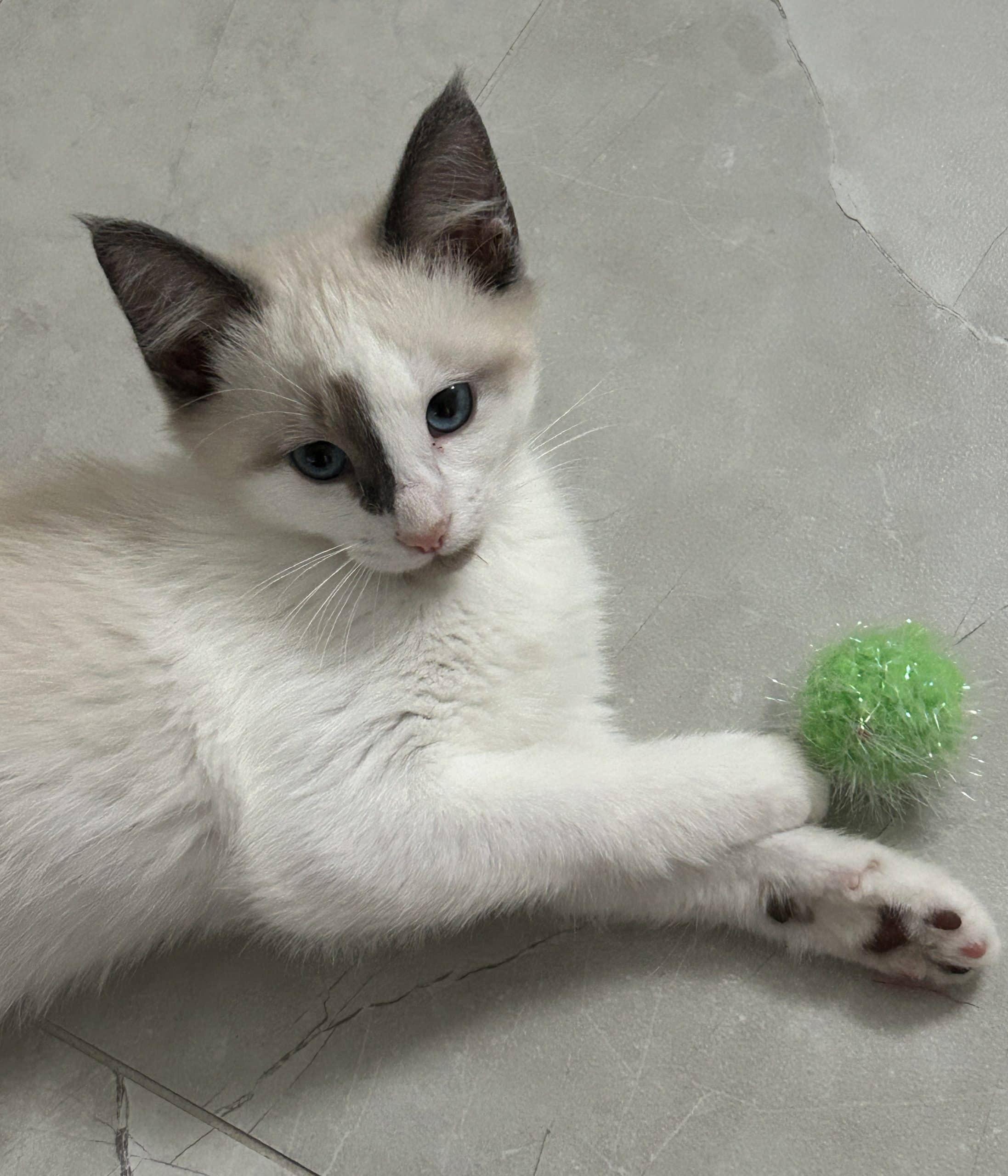 Prince Charming - Domestic Shorthair cat available for adoption at Victoria Pet Adoption Society in Victoria