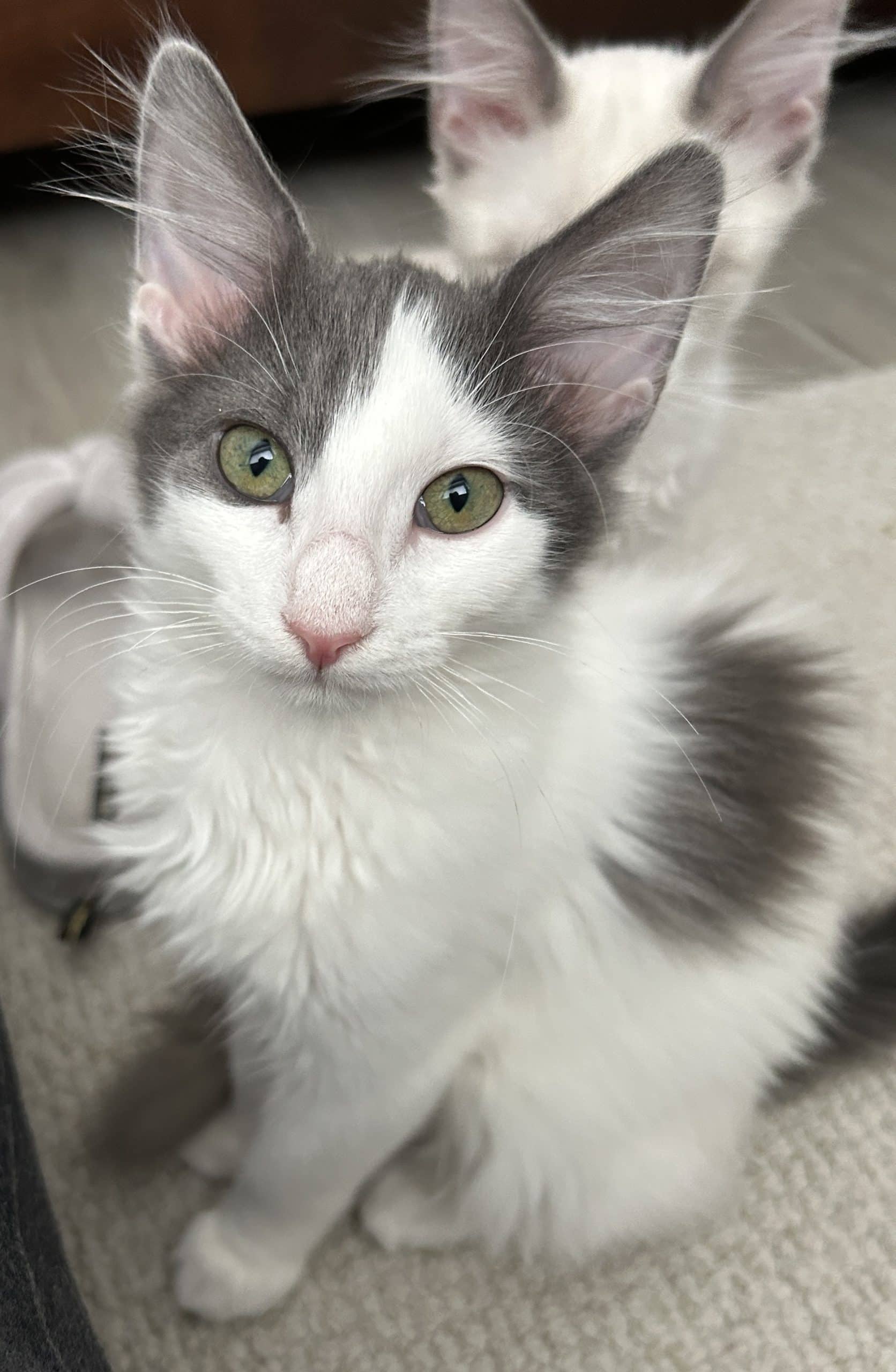 Snow White - Domestic Shorthair cat available for adoption in British Columbia