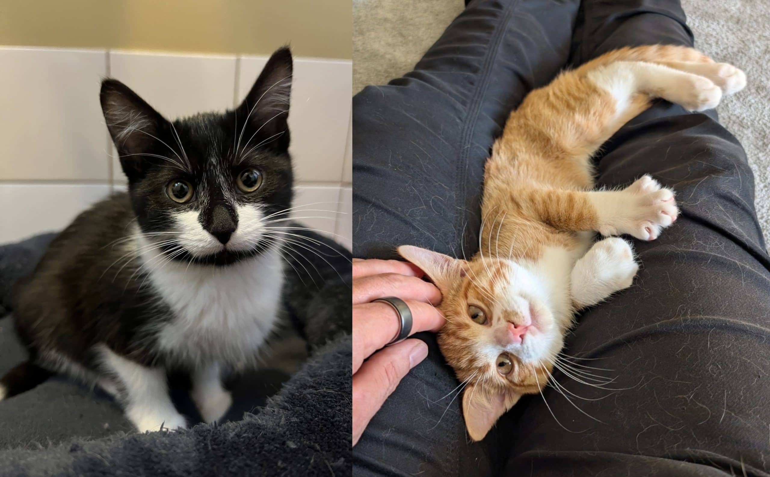 Monkey & Po - Domestic Shorthair cat available for adoption at Victoria Pet Adoption Society in Victoria