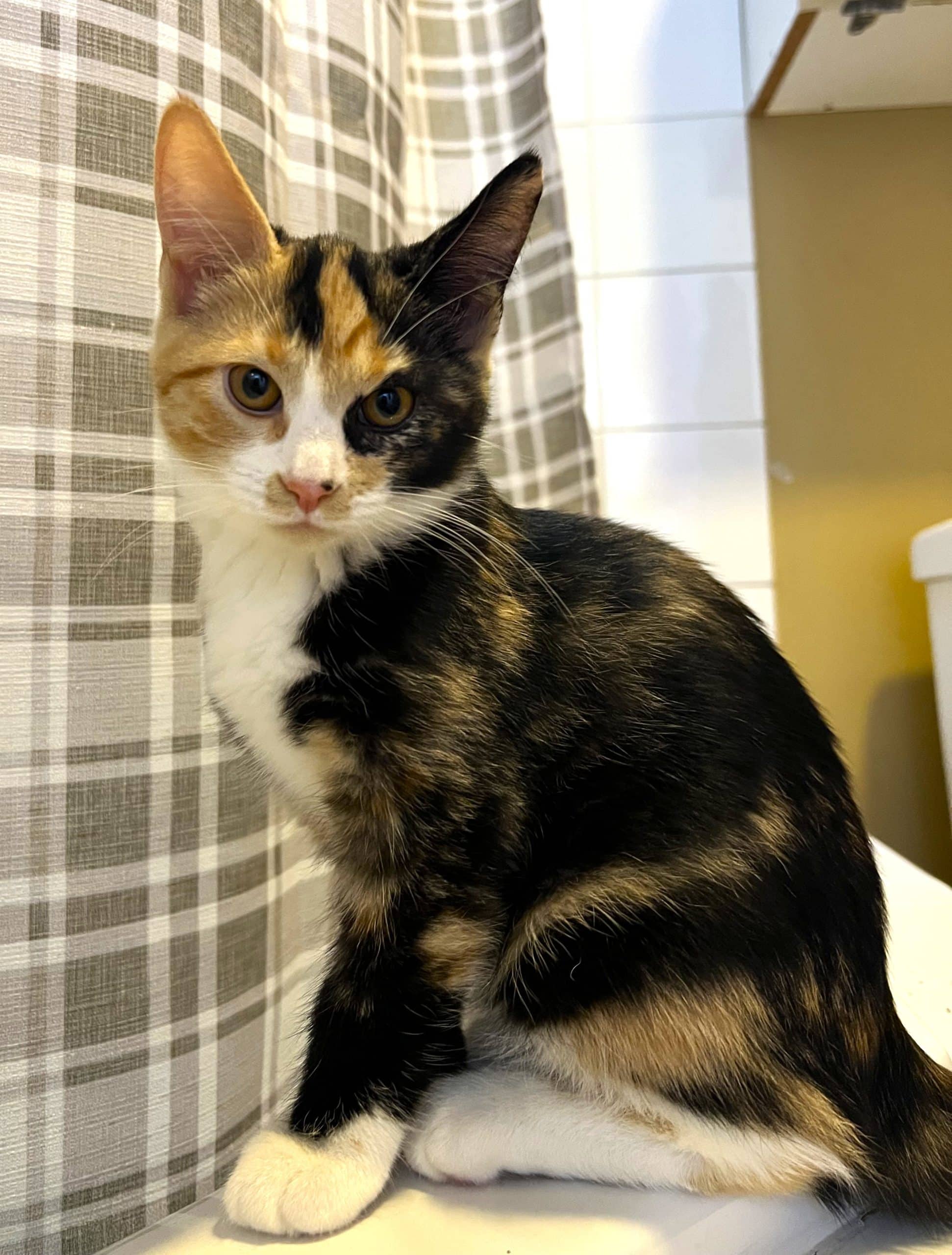 Tigress - Domestic Shorthair cat available for adoption at Victoria Pet Adoption Society in Victoria