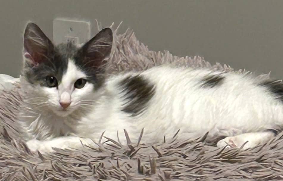 Snow White - Domestic Shorthair cat available for adoption at Victoria Pet Adoption Society in Victoria