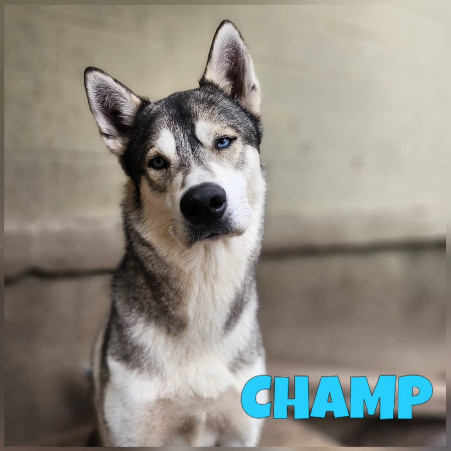 Champ - Husky Mix available for adoption