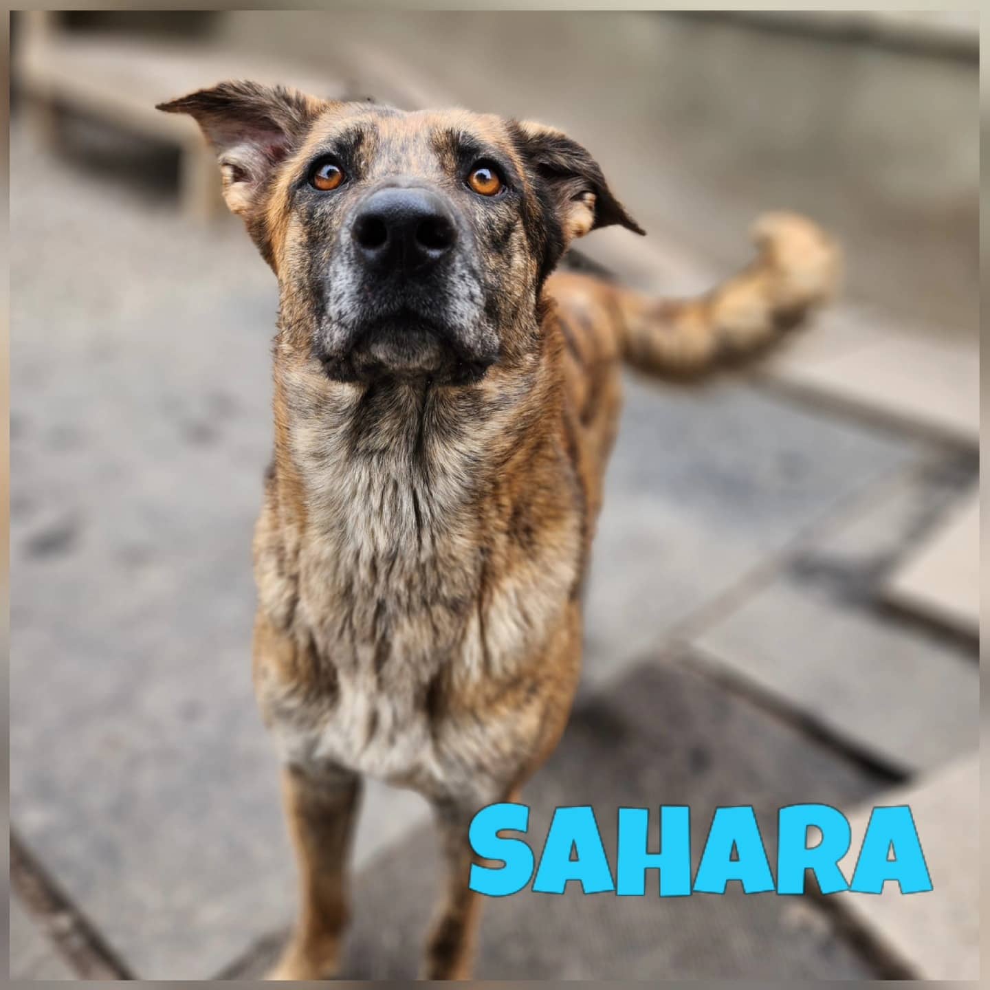 Sahara - Dutch Shepherd available for adoption at Pawsitive Days Ahead in Kingston