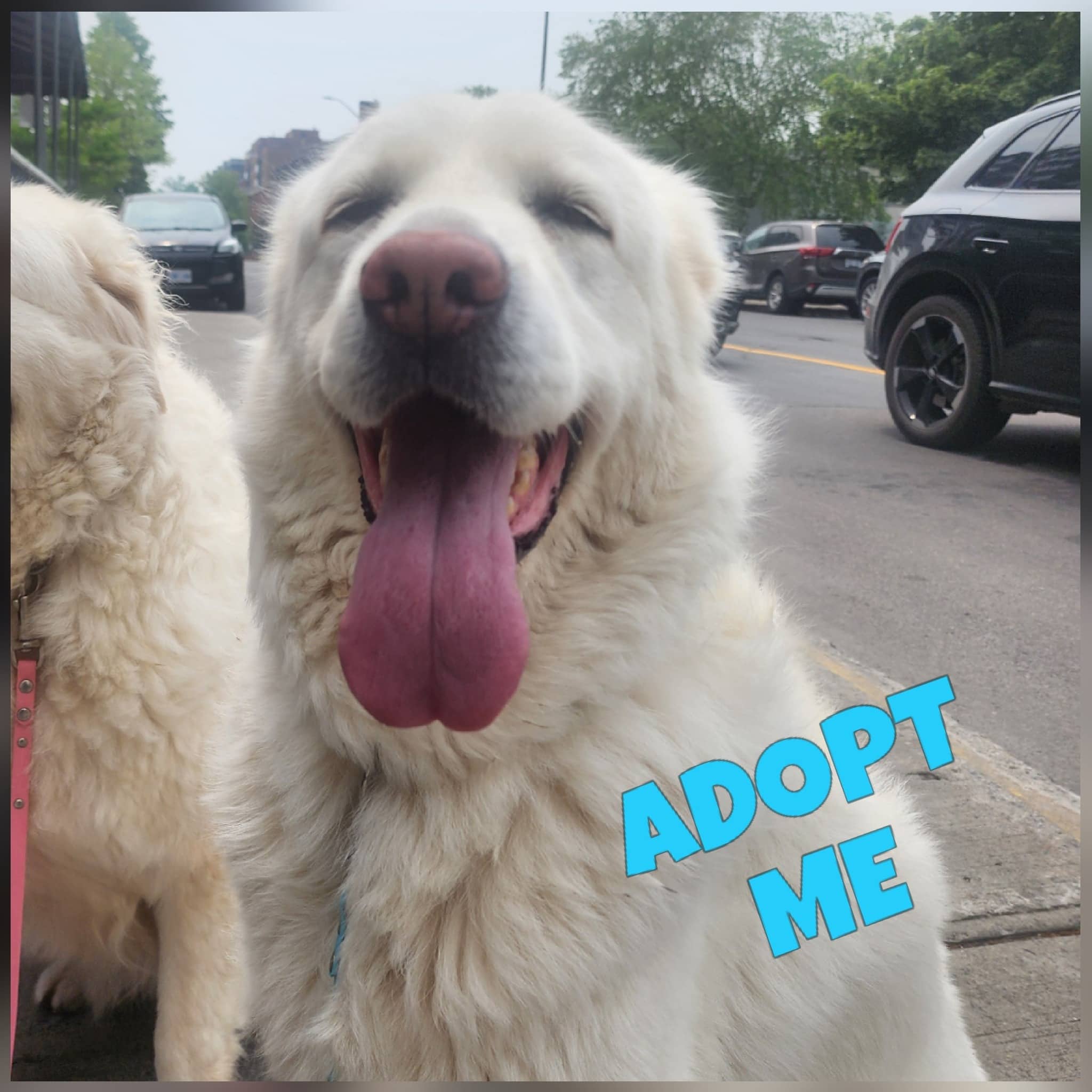 Dakota - Maremma Sheepdog available for adoption