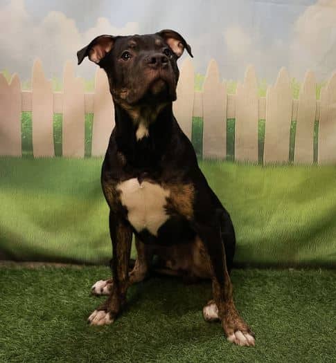 Scooter - Bull Terrier Mix available for adoption at Pawsitive Days Ahead in Kingston