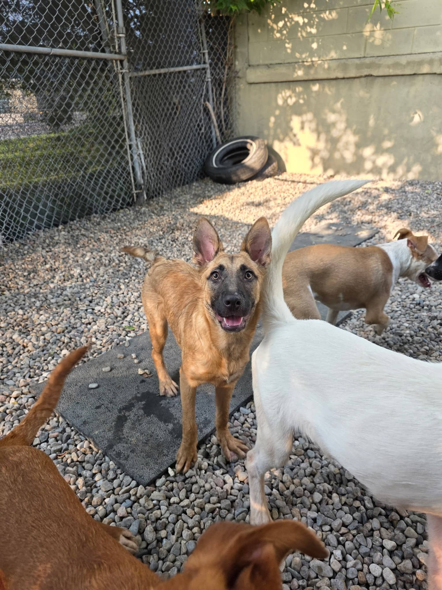 Atwood - German Shepherd Mix available for adoption at Pawsitive Days Ahead in Kingston
