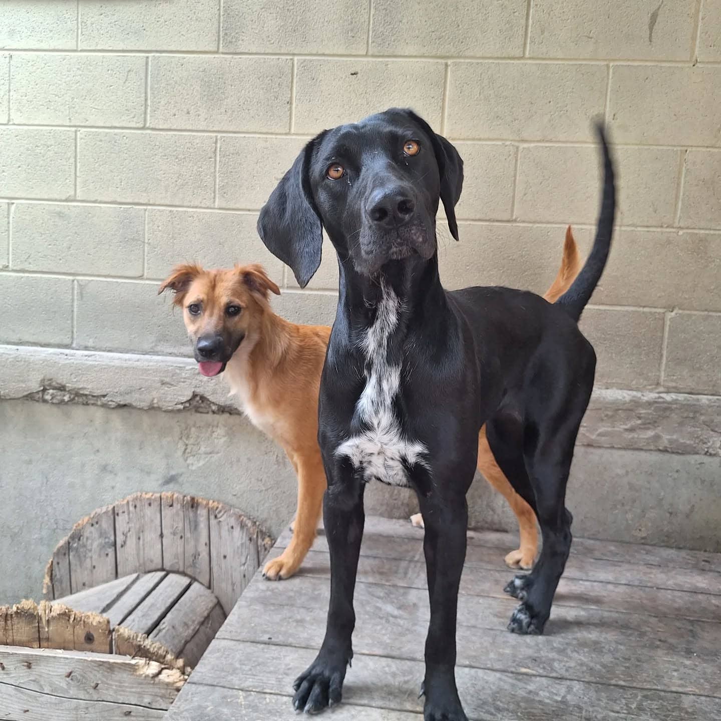 Nyx - Hound Mix available for adoption at Pawsitive Days Ahead in Kingston