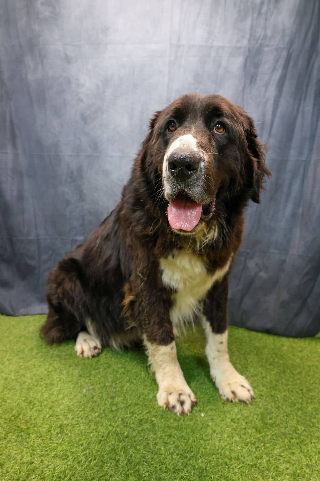 Big Bertie - Newfoundland Dog available for adoption