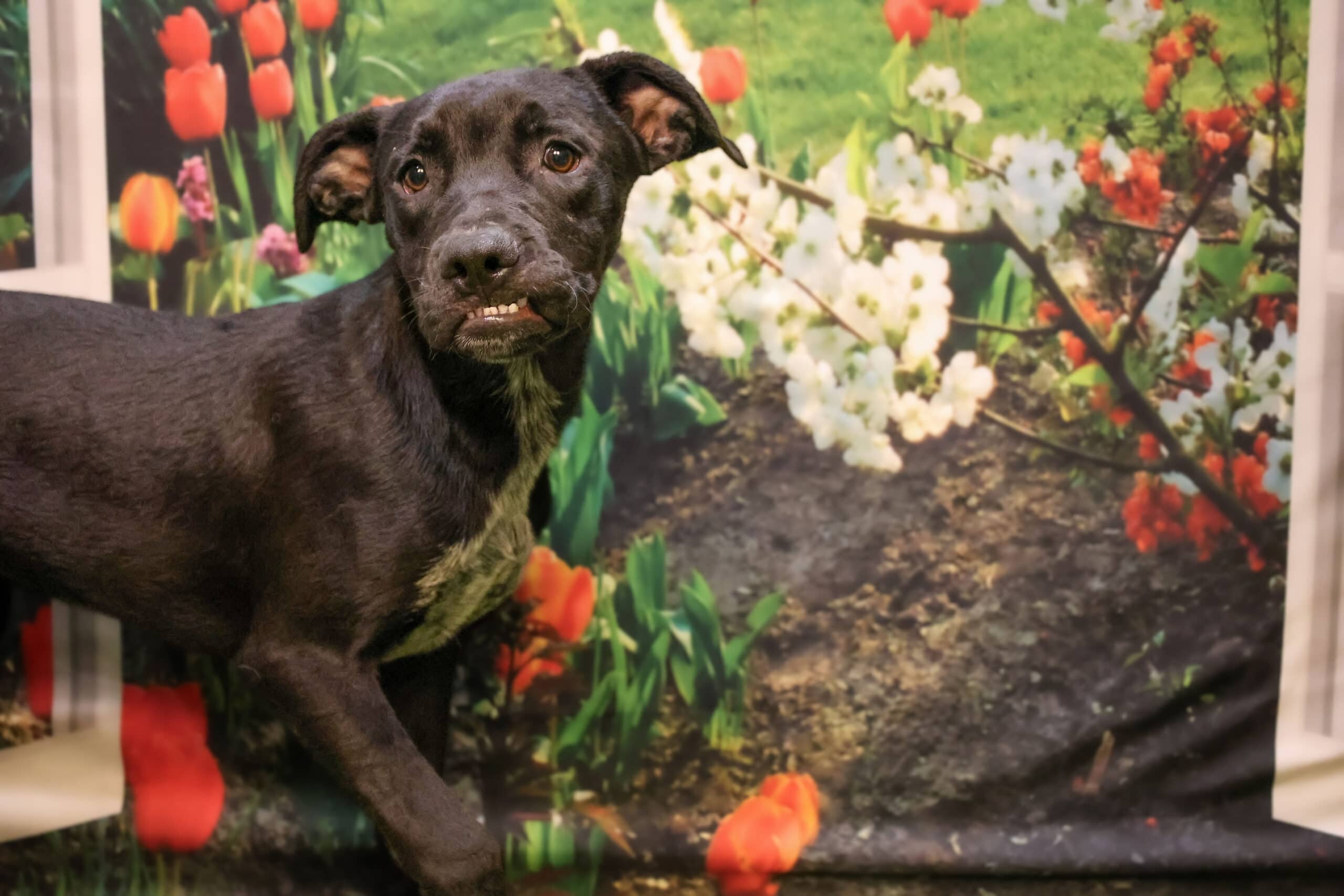 Dickens - Lab Retriever Mix available for adoption