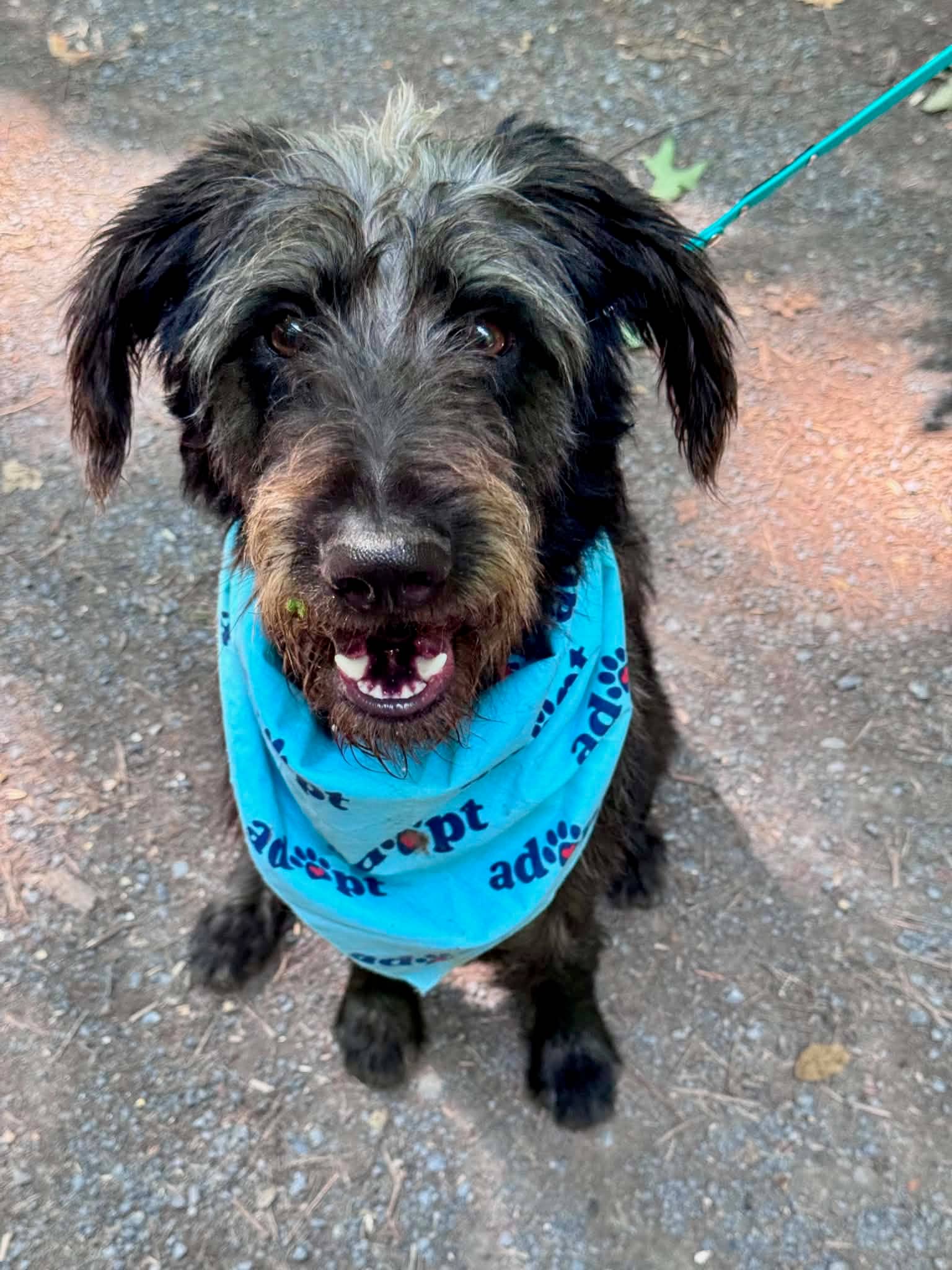 Bernard - German Wirehaired Pointer Mix available for adoption at Pawsitive Days Ahead in Kingston