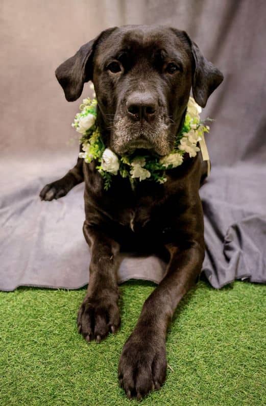 Betty - Cane Corso/Lab Mix available for adoption at Pawsitive Days Ahead in Kingston