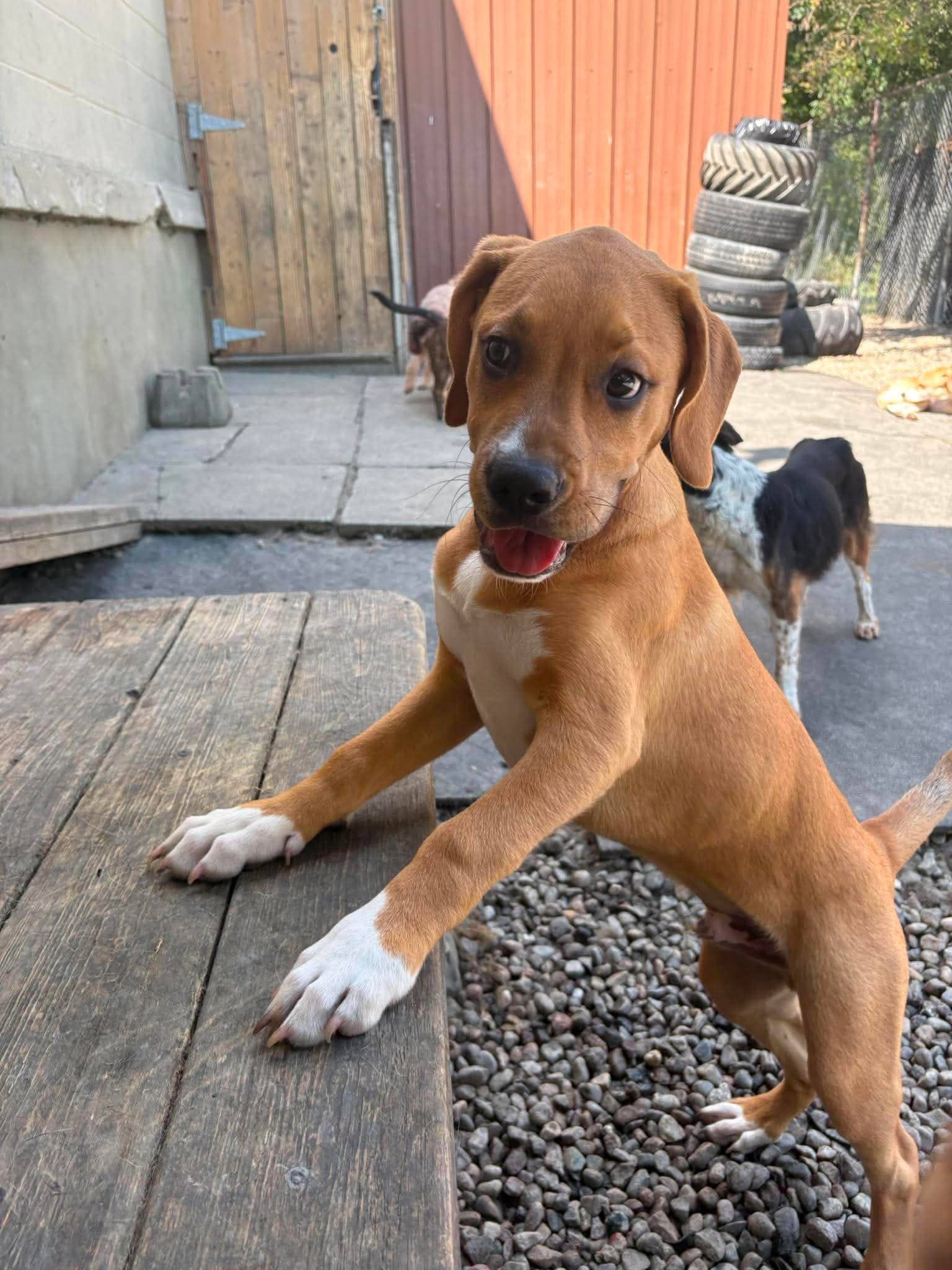Cricket - Boxer Mix available for adoption