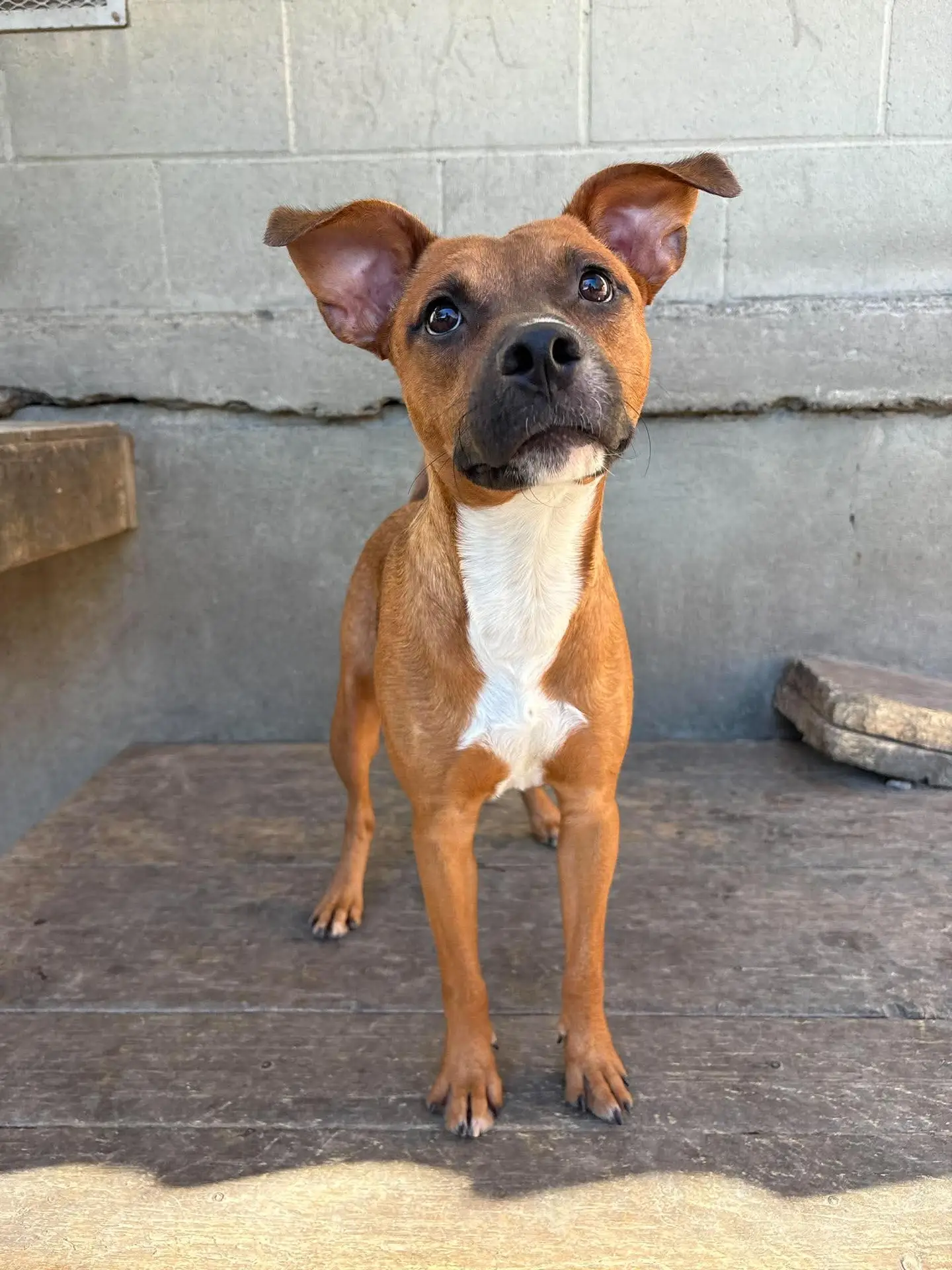 Jacob - Boxer Mix available for adoption at Pawsitive Days Ahead in Kingston