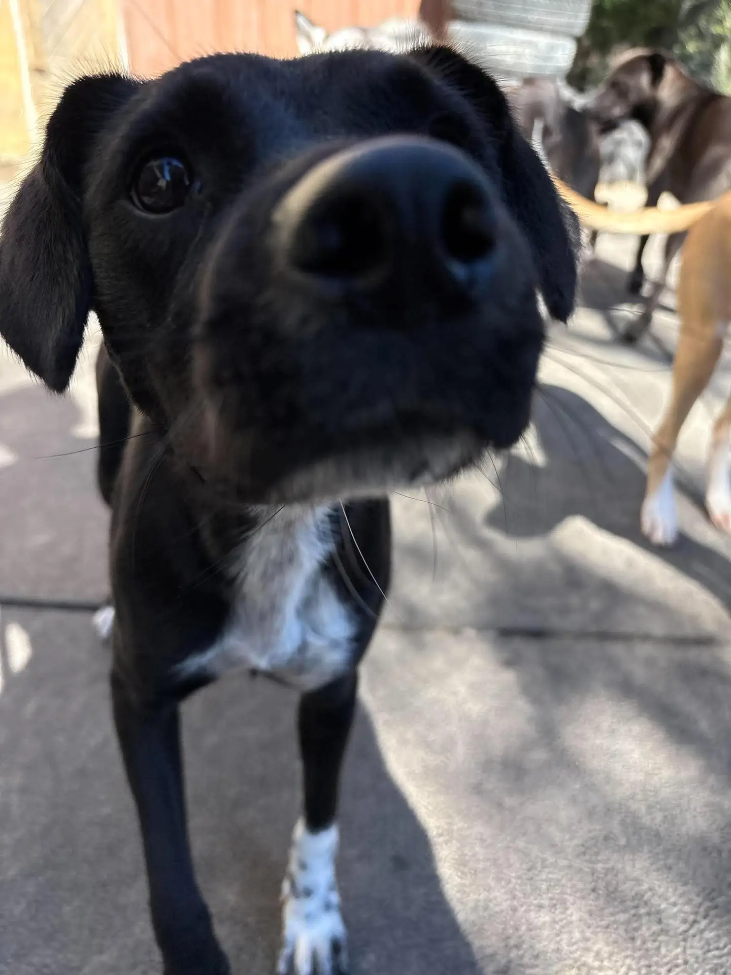 Embry - Lab Mix available for adoption at Pawsitive Days Ahead in Kingston