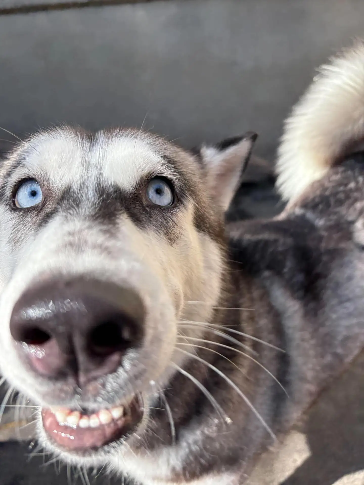 Rosalie - Husky Mix available for adoption at Pawsitive Days Ahead in Kingston