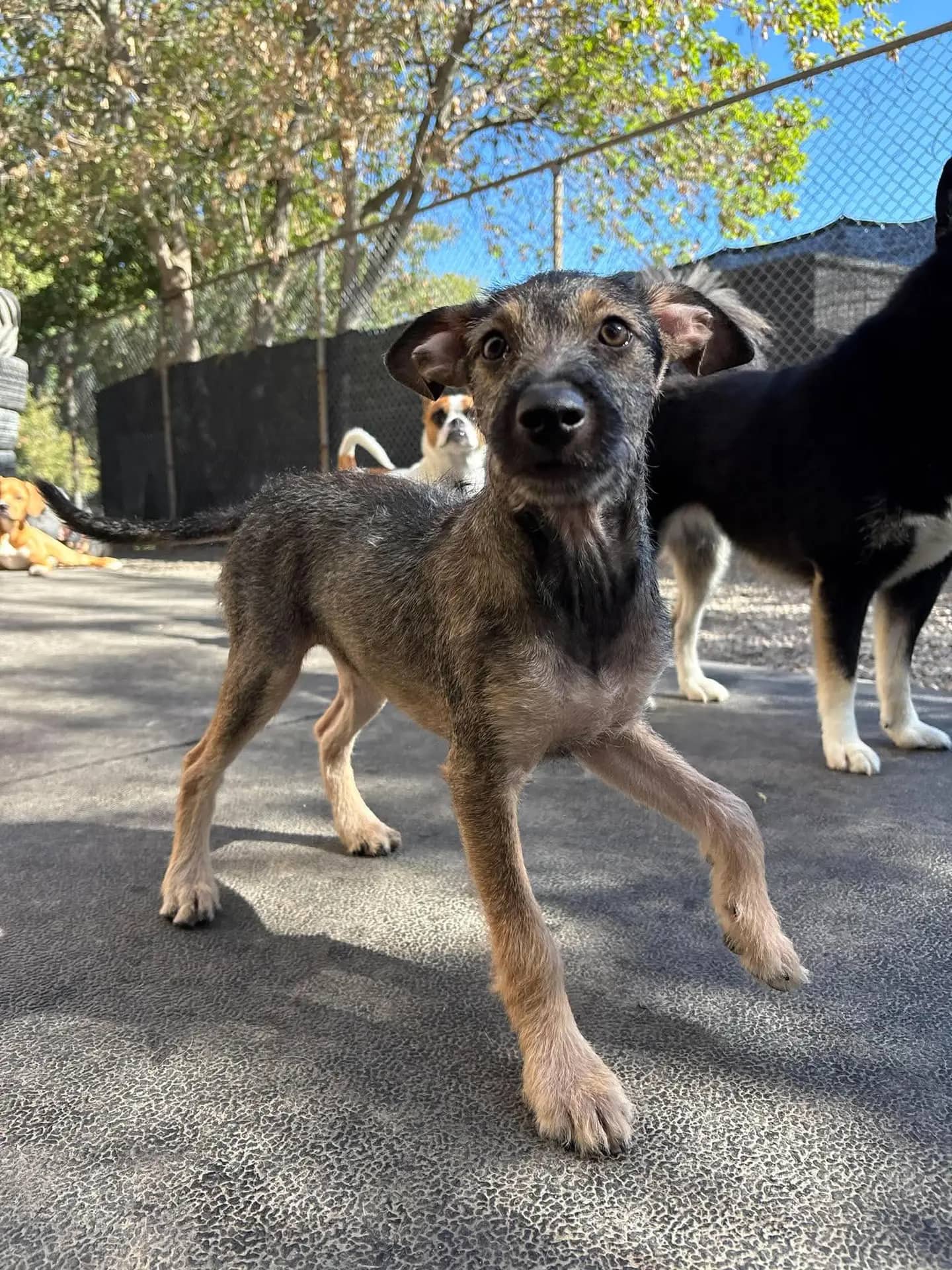 Terra - Chihuahua Mix available for adoption at Pawsitive Days Ahead in Kingston
