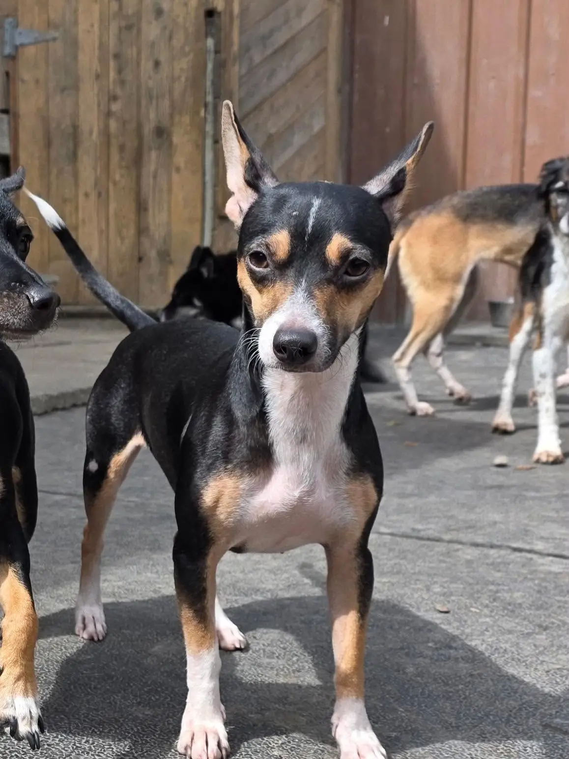 Demi - Chihuahua Mix available for adoption at Pawsitive Days Ahead in Kingston