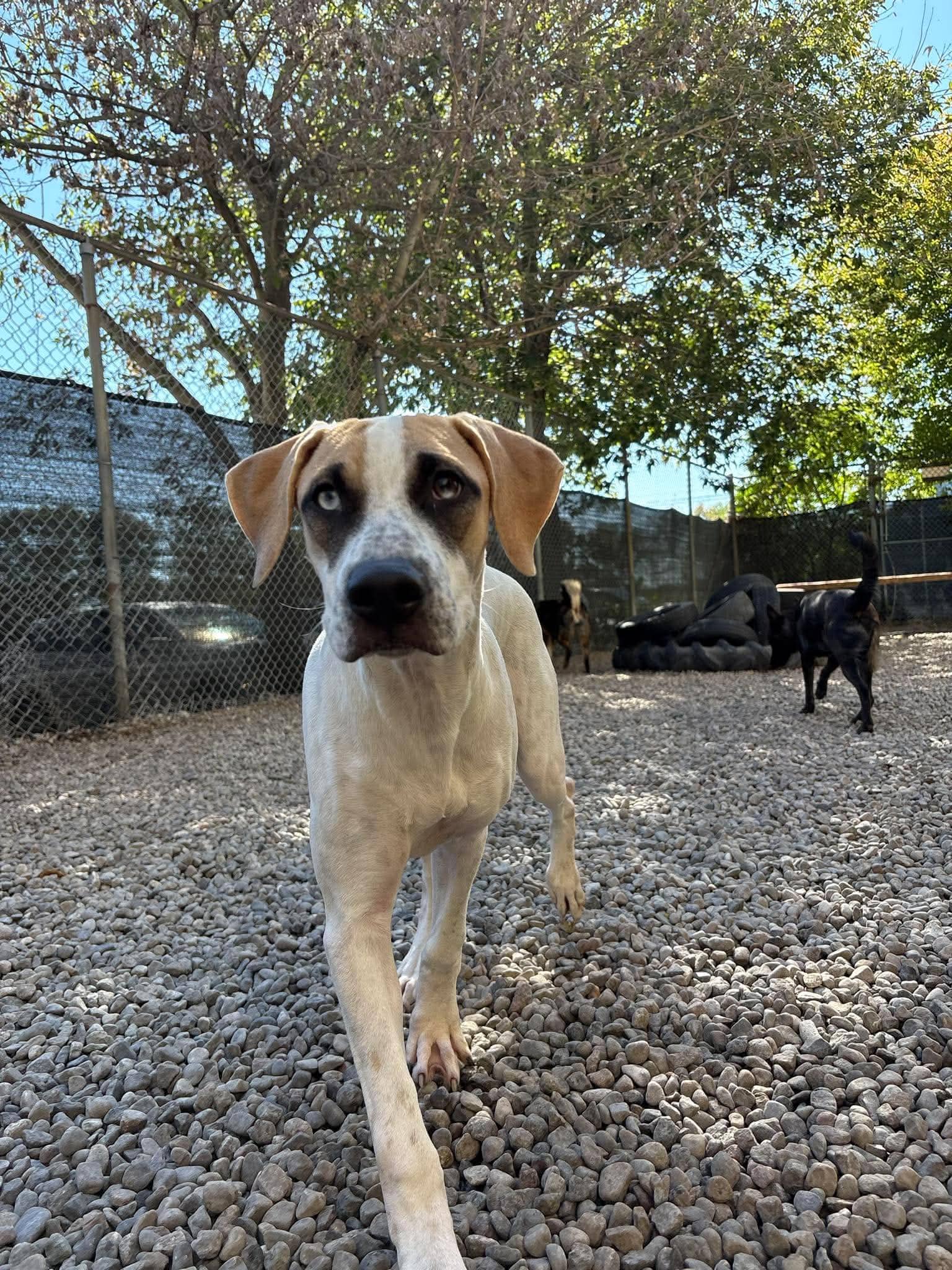 Renesme - Lab Mix available for adoption at Pawsitive Days Ahead in Kingston