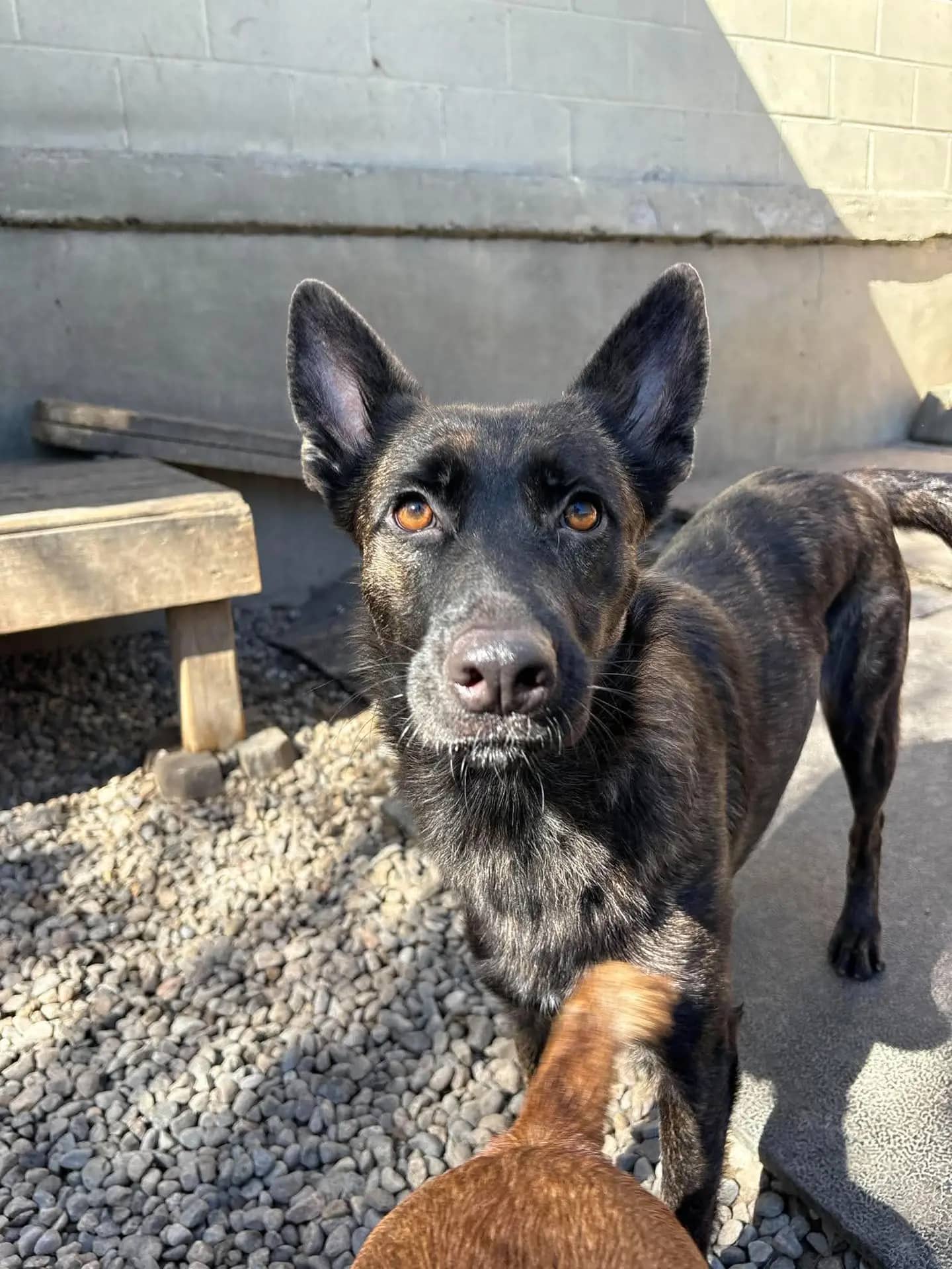 Carli - Dutch Shepherd Mix available for adoption