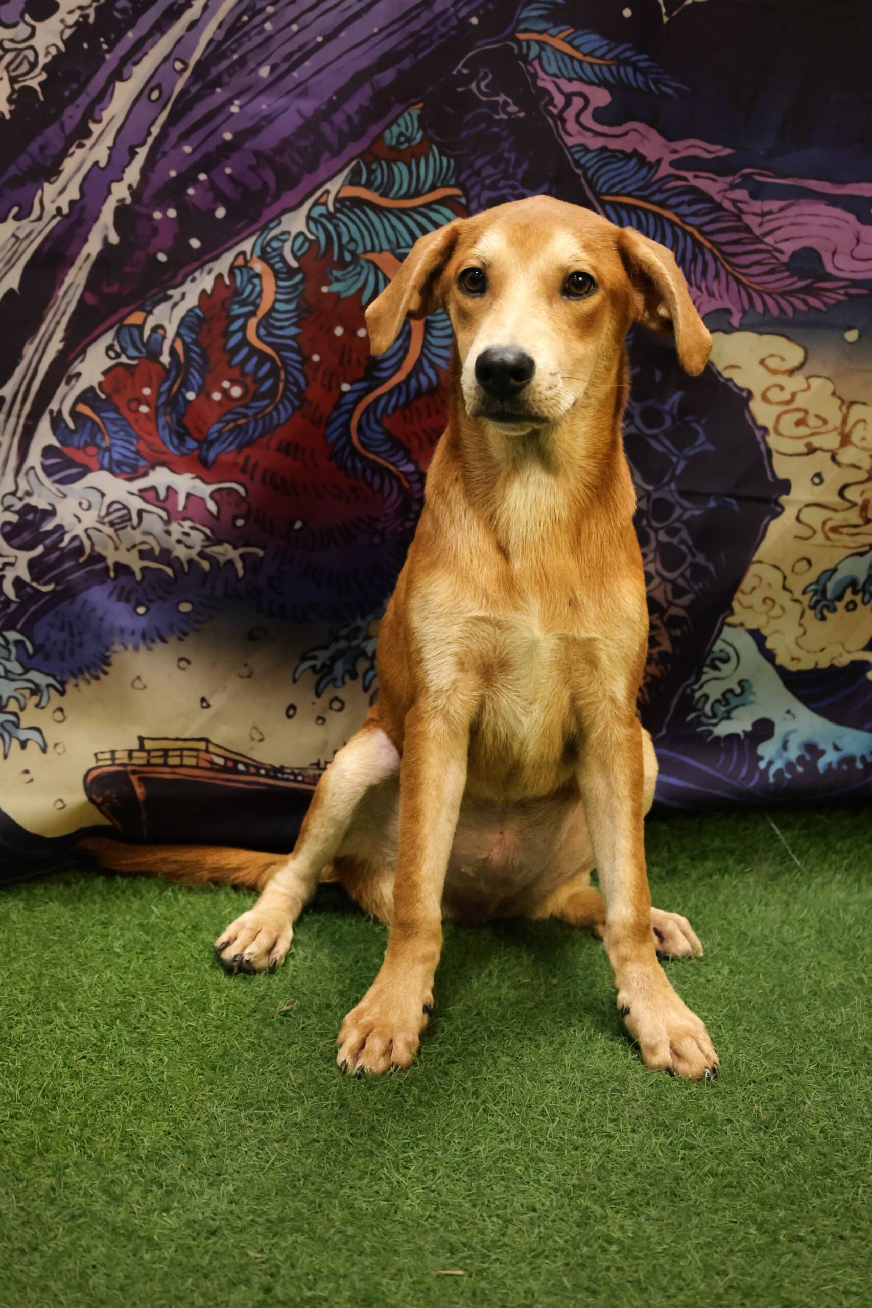 Vedder - Lab Mix available for adoption at Pawsitive Days Ahead in Kingston