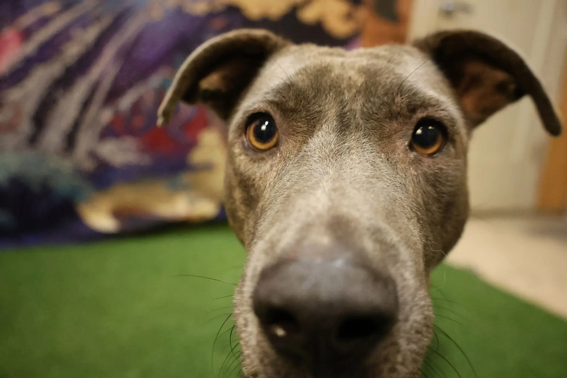 Lemmy - Bully Mix available for adoption