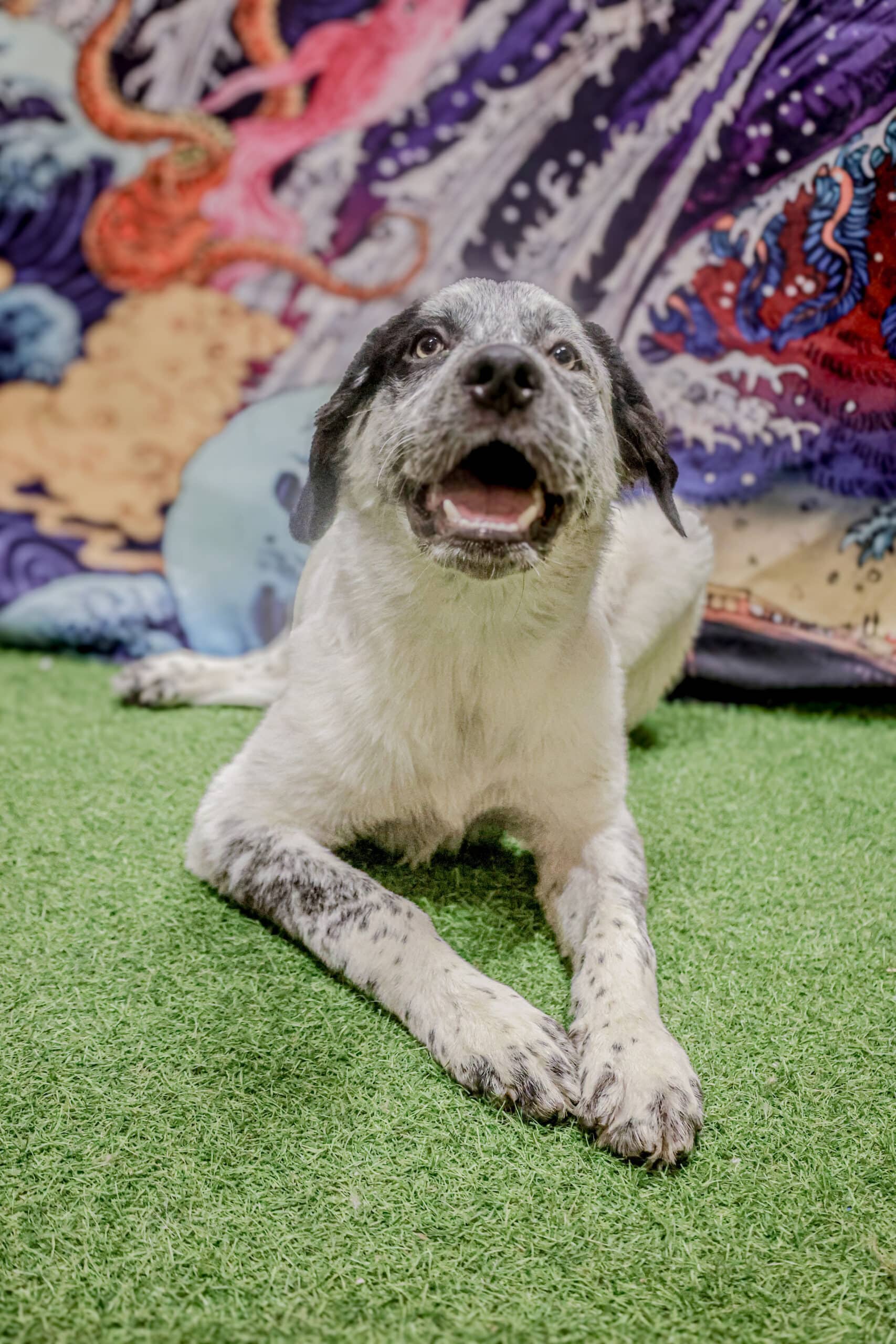 Santana - Blue Heeler Mix available for adoption at Pawsitive Days Ahead in Kingston