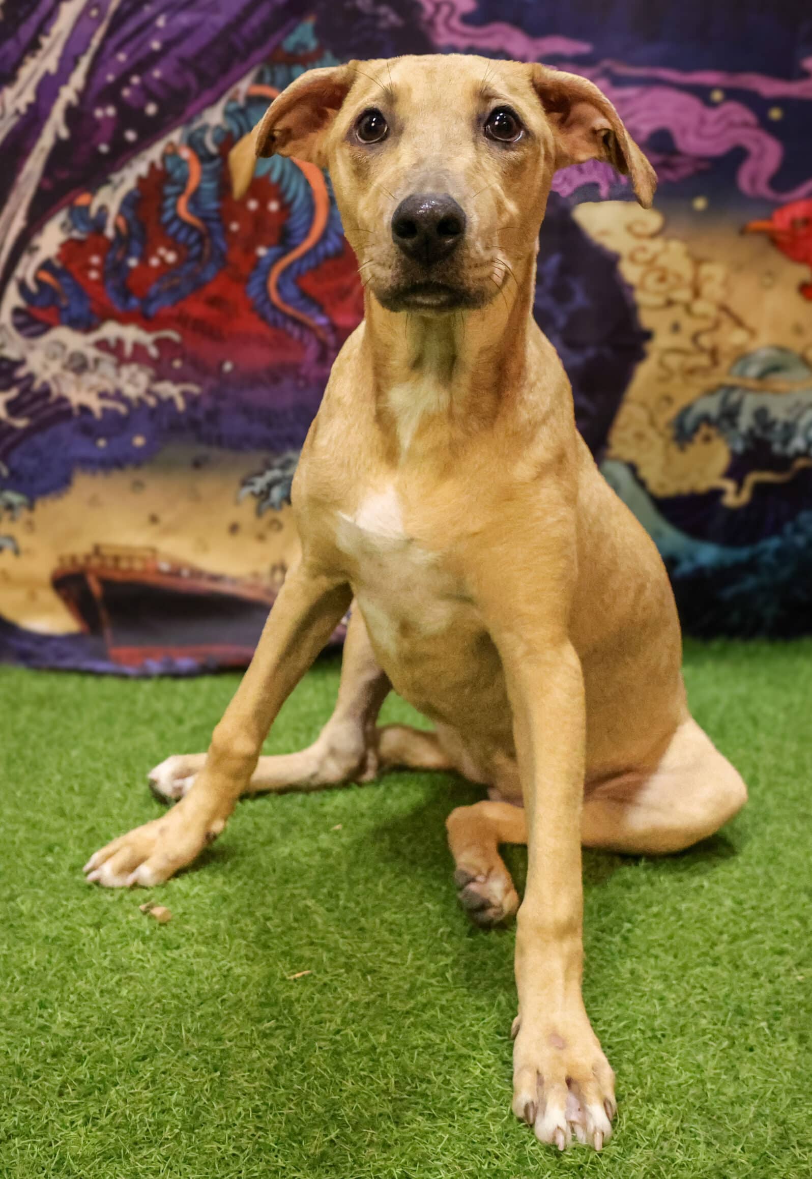 Lita - Mixed Breed available for adoption