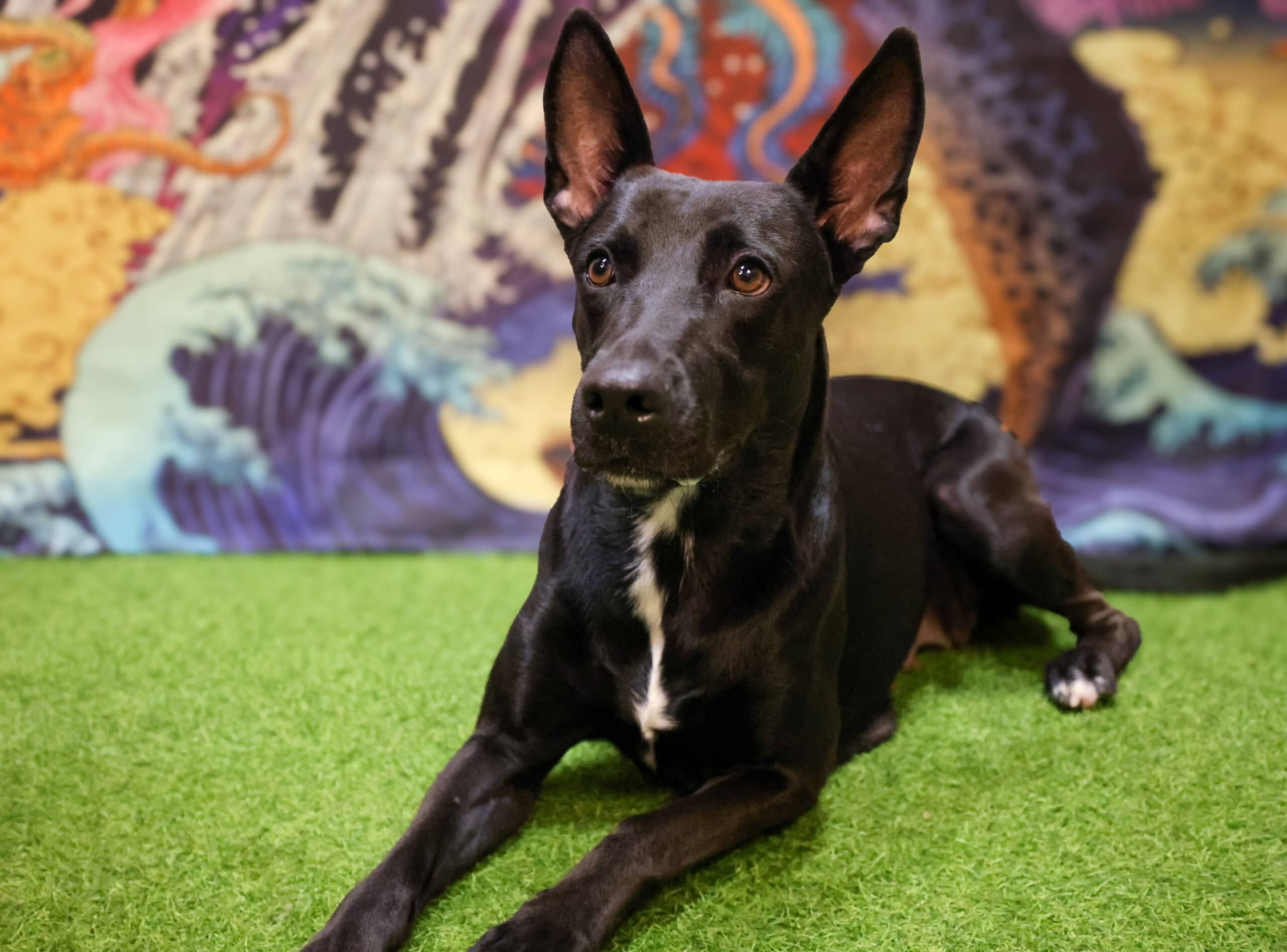 Nina - Lab Mix available for adoption at Pawsitive Days Ahead in Kingston