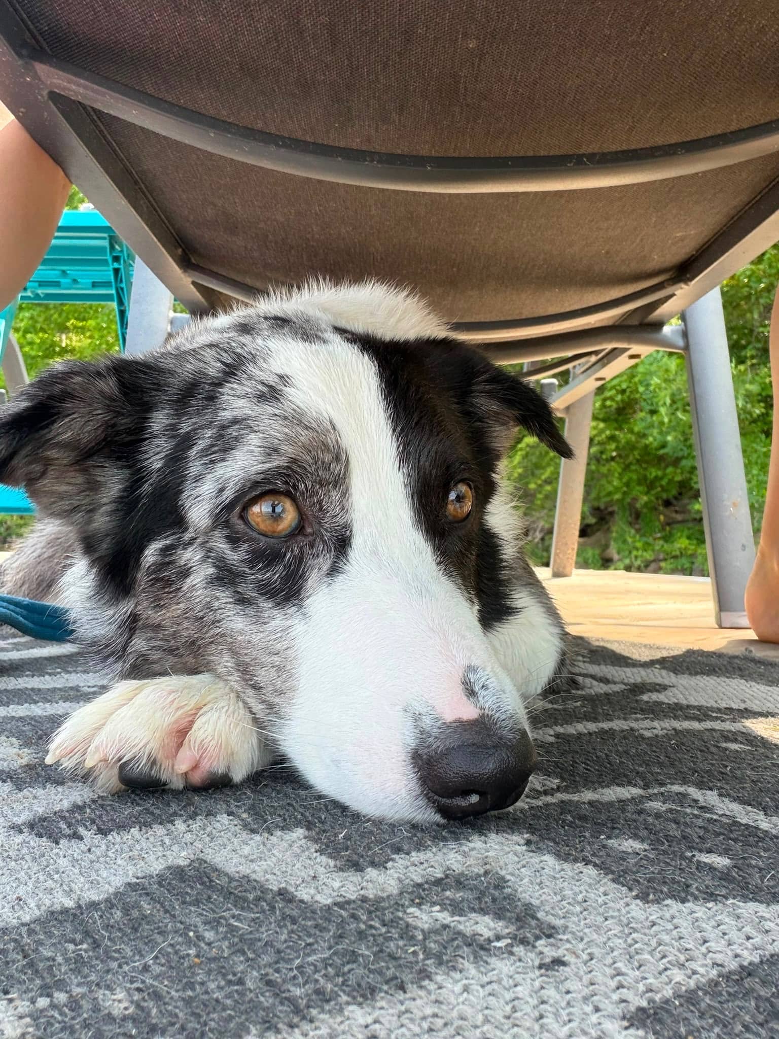 Sterling - Australian Shepherd Mix available for adoption