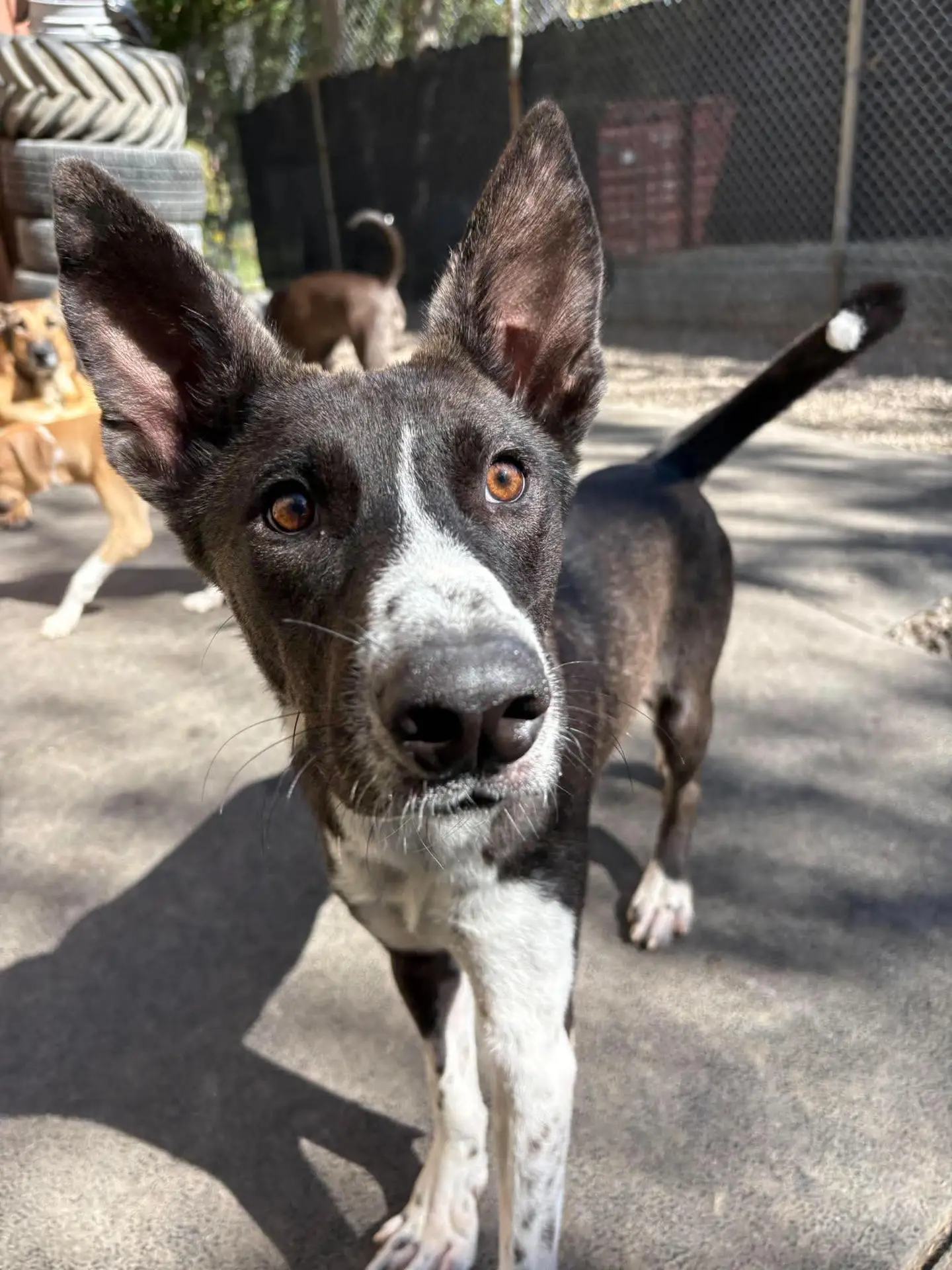Edward - Husky Mix available for adoption at Pawsitive Days Ahead in Kingston