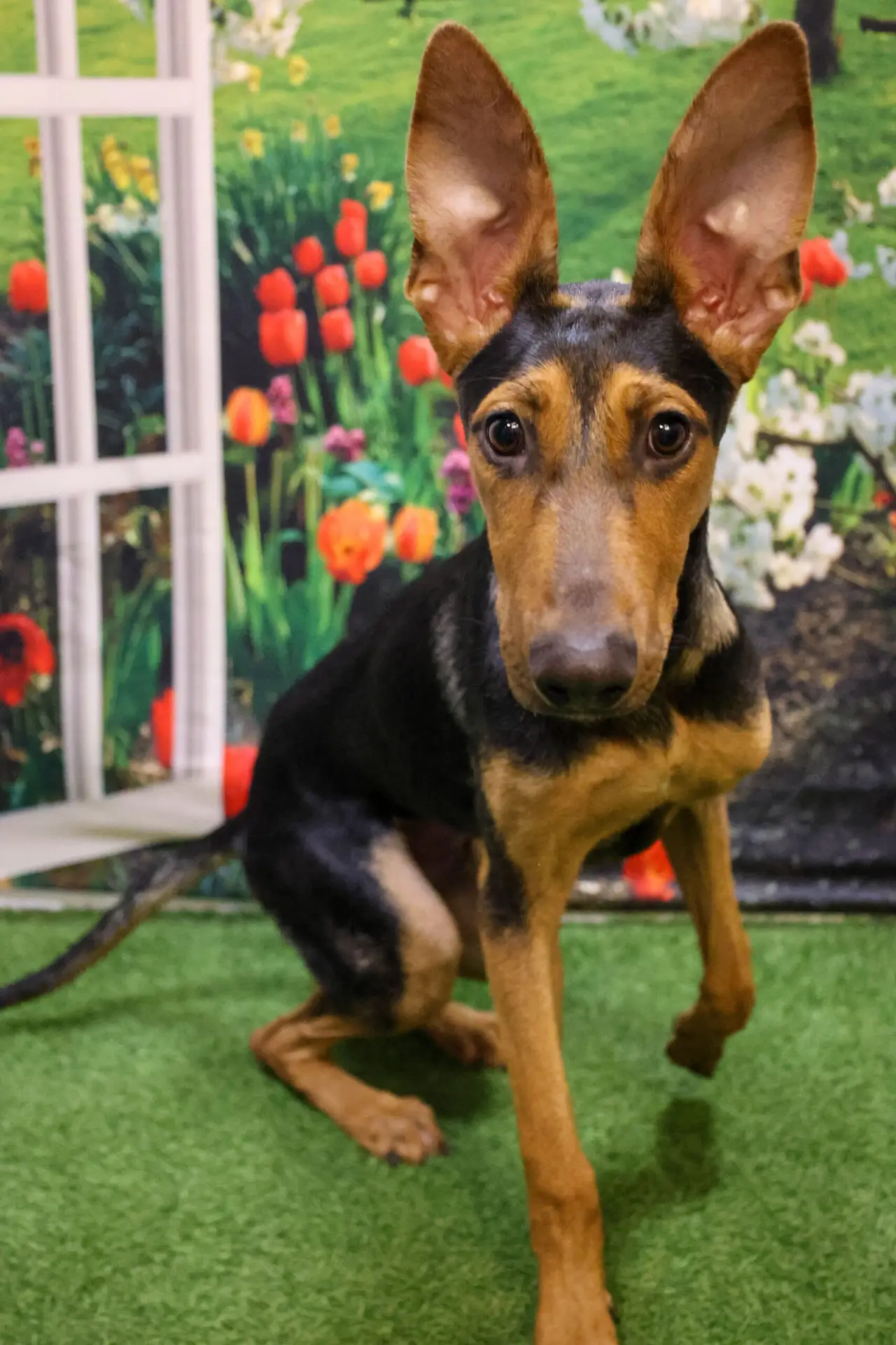 Langston - Doberman Mix available for adoption at Pawsitive Days Ahead in Kingston