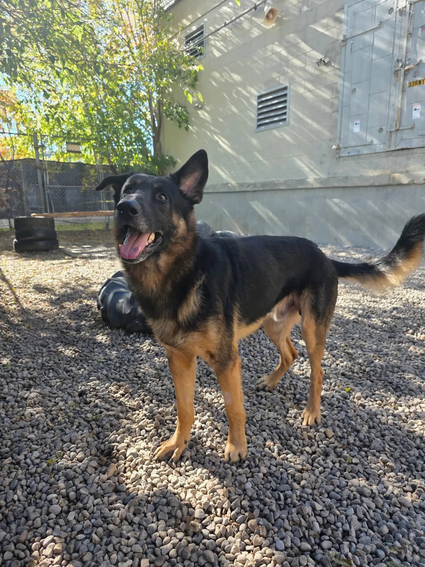 Wheeler - Mixed Breed available for adoption at Pawsitive Days Ahead in Kingston