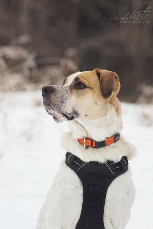 Gracie & Rufus - Mixed Breed available for adoption in Alberta