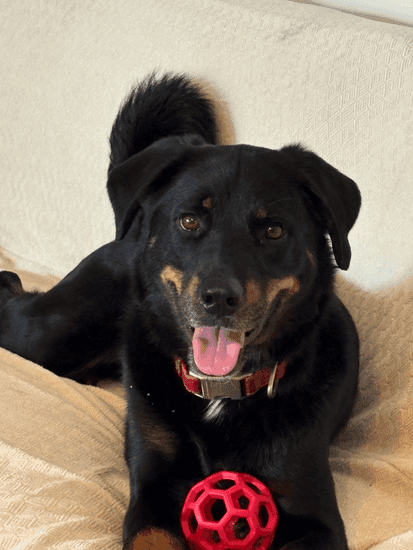 Ollie - Mixed Breed available for adoption