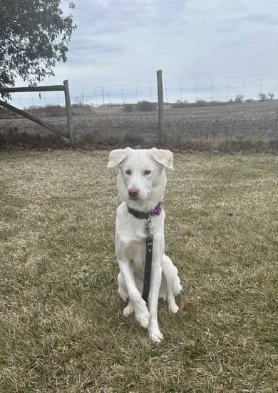 Valentina - Mixed Breed available for adoption
