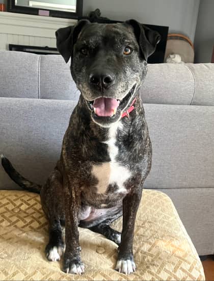 Breeze - Mixed Breed available for adoption