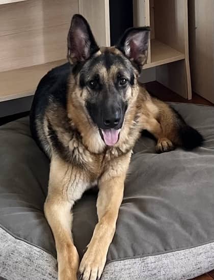 Farley - Mixed Breed available for adoption