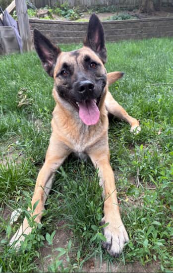 Lucy - Mixed Breed available for adoption