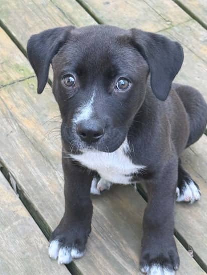 Alfie - Mixed Breed available for adoption