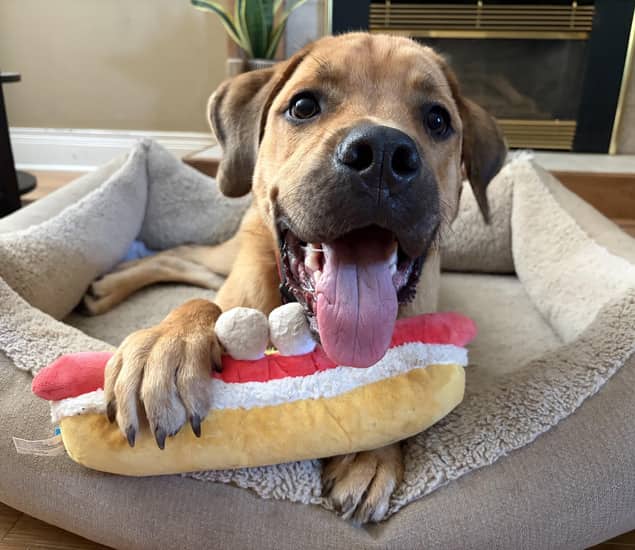 Butterball - Mixed Breed available for adoption at ARF Ontario in London